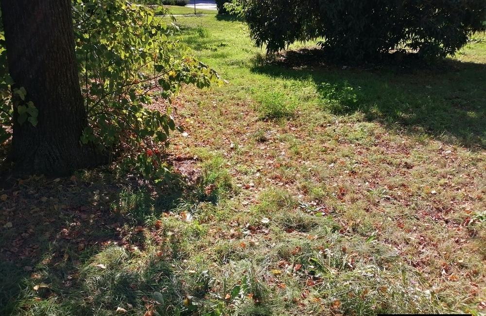 FOTO: V Trenčíne si povedali dosť! Neporiadok z parku musel zmiznúť, foto 6
