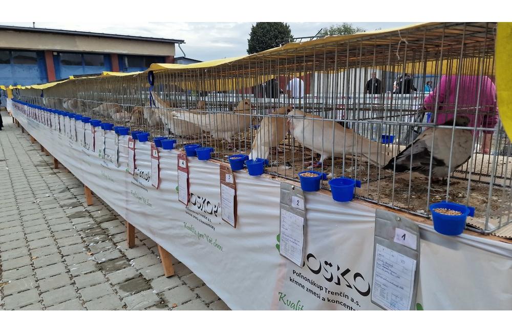 FOTO: Cez víkend sa v Trenčianskom kraji konali hodové slávnosti aj výstava exotického vtáctva, foto 3