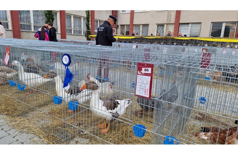 FOTO: Cez víkend sa v Trenčianskom kraji konali hodové slávnosti aj výstava exotického vtáctva, foto 4