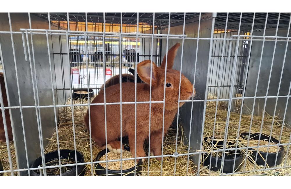 FOTO: Cez víkend sa v Trenčianskom kraji konali hodové slávnosti aj výstava exotického vtáctva, foto 1