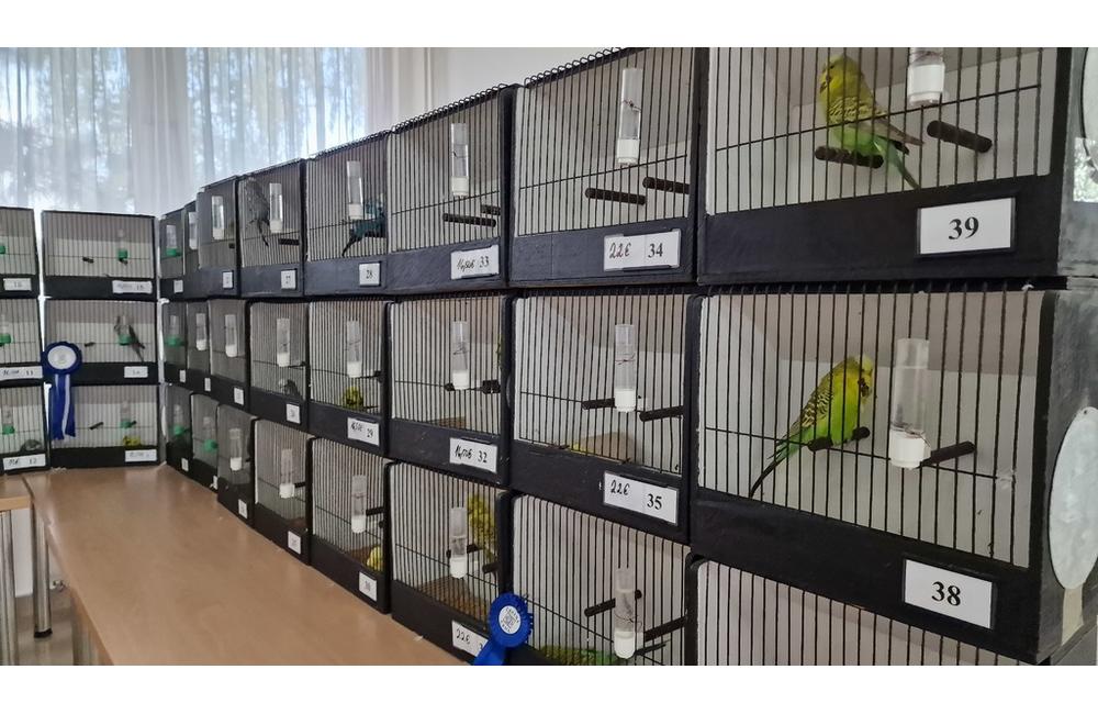 FOTO: Cez víkend sa v Trenčianskom kraji konali hodové slávnosti aj výstava exotického vtáctva, foto 5