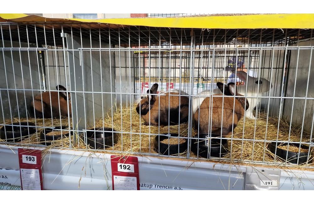 FOTO: Cez víkend sa v Trenčianskom kraji konali hodové slávnosti aj výstava exotického vtáctva, foto 14