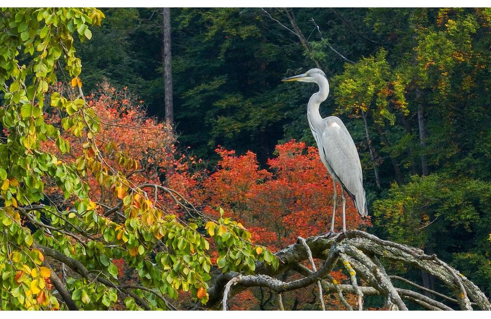 FOTO: Rozkvitnutá jeseň v kúpeľnom meste na Považí. Viete ako vznikli?, foto 11