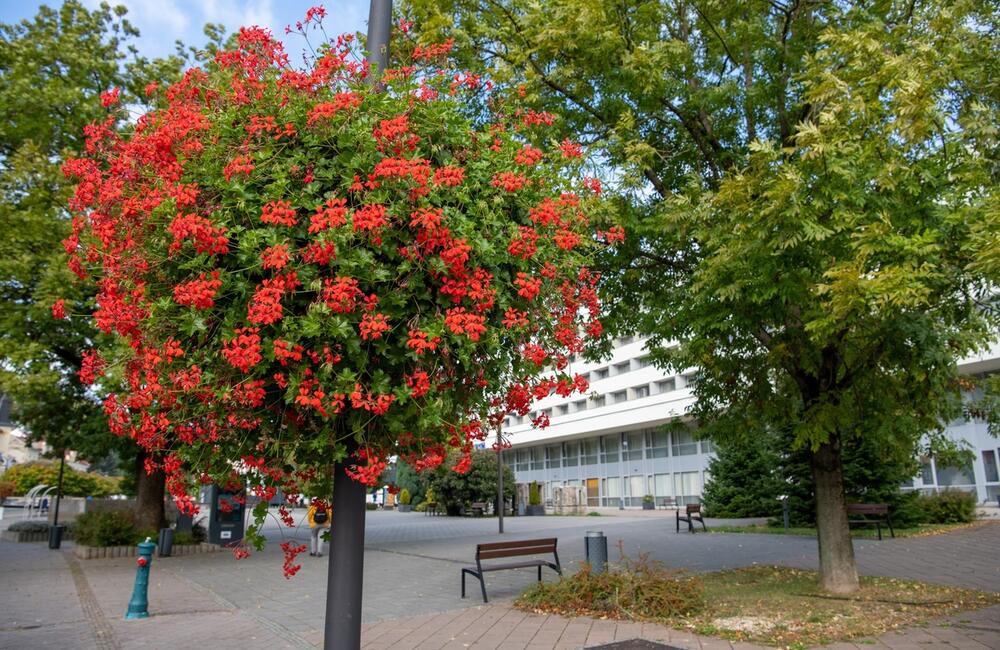FOTO: Rozkvitnutá jeseň v kúpeľnom meste na Považí. Viete ako vznikli?, foto 12