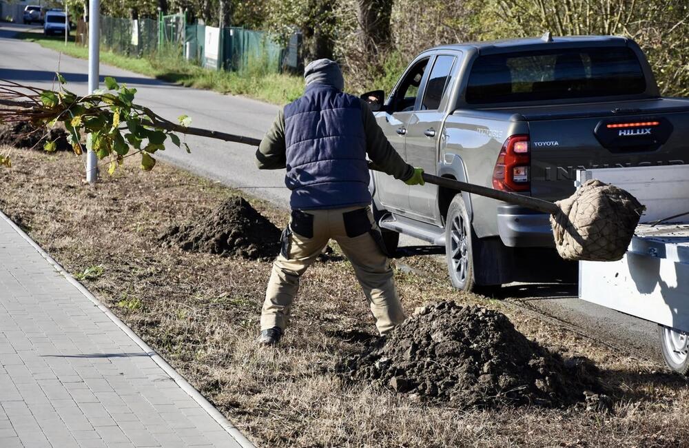 FOTO: Trenčín sa rozrástol o nové stromoradie líp, foto 2
