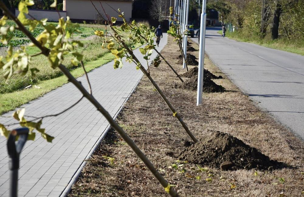 FOTO: Trenčín sa rozrástol o nové stromoradie líp, foto 4