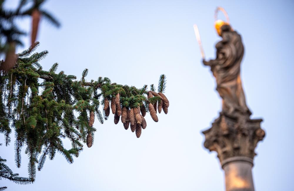 FOTO: Nové Mesto nad Váhom príde o svoj tradičný vianočný strom na námestí, foto 2