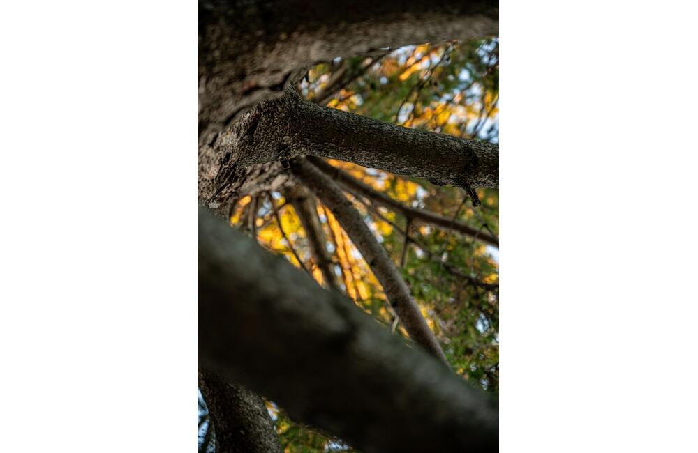 FOTO: Nové Mesto nad Váhom príde o svoj tradičný vianočný strom na námestí, foto 3