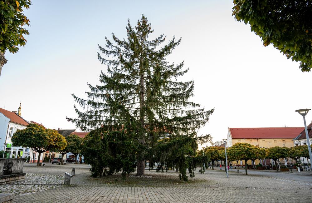 FOTO: Nové Mesto nad Váhom príde o svoj tradičný vianočný strom na námestí, foto 4