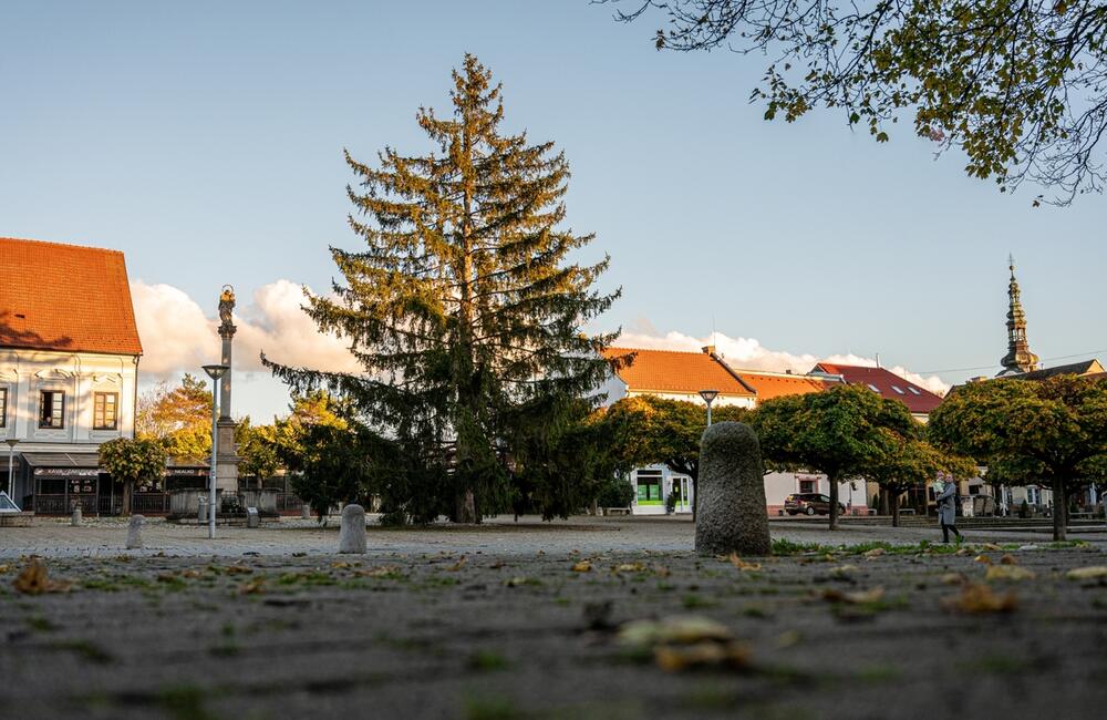 FOTO: Nové Mesto nad Váhom príde o svoj tradičný vianočný strom na námestí, foto 5