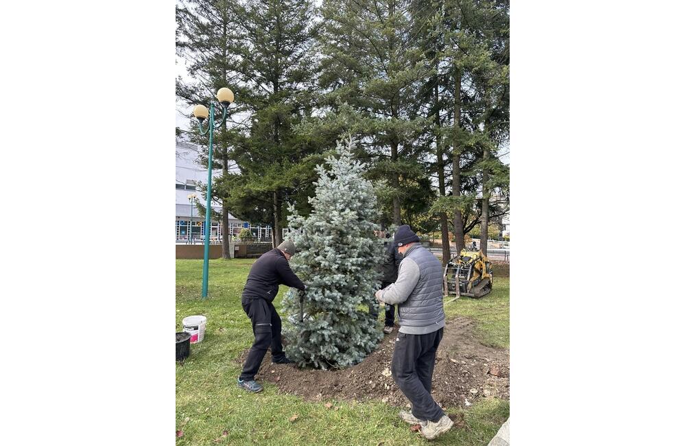 FOTO: S neodmysliteľnou súčasťou Vianoc si už v tomto meste na Považí nebudú musieť lámať hlavu, foto 2