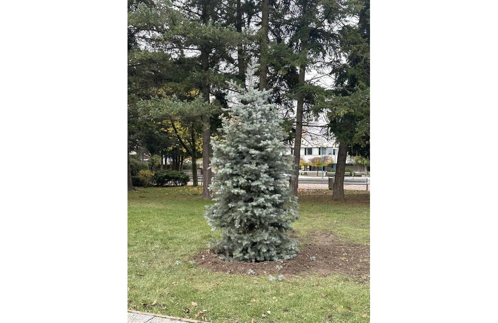 FOTO: S neodmysliteľnou súčasťou Vianoc si už v tomto meste na Považí nebudú musieť lámať hlavu, foto 6