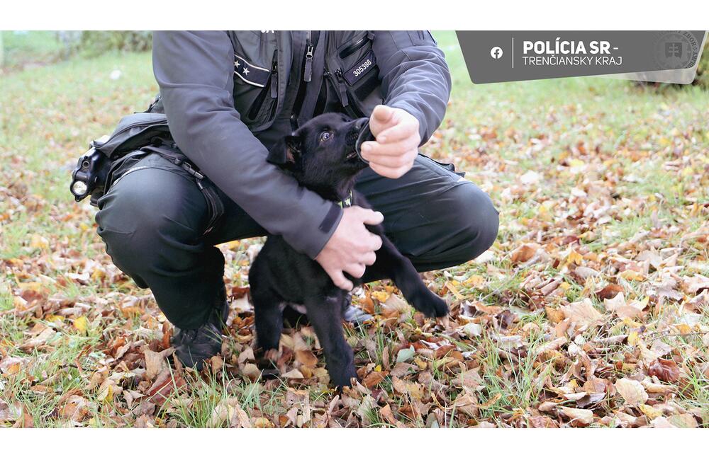 FOTO: Nový pomocník v radoch novomestskej polície, foto 2