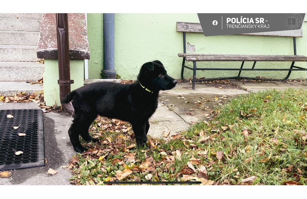 FOTO: Nový pomocník v radoch novomestskej polície, foto 1