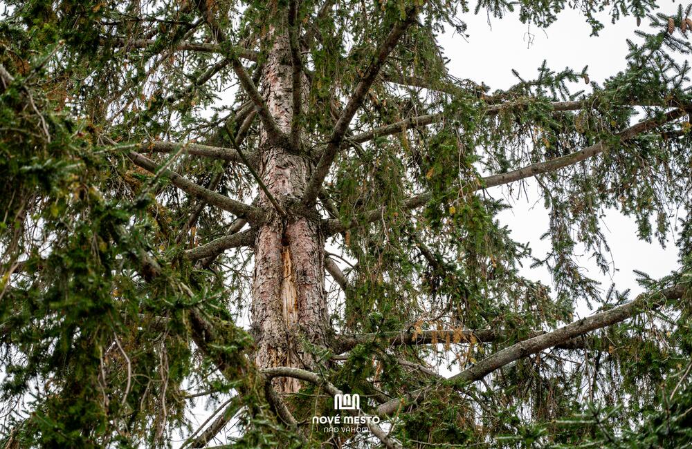 FOTO: Vianočný zázrak v meste na Považí. Novomošťenia nateraz o tradičný symbol Vianoc neprídu, foto 2