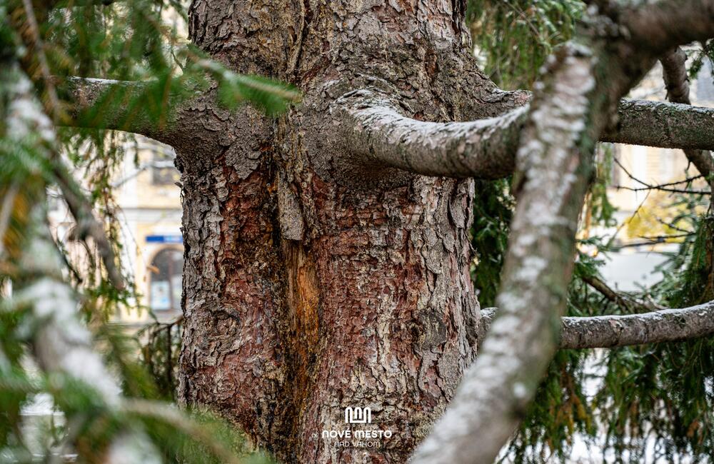 FOTO: Vianočný zázrak v meste na Považí. Novomošťenia nateraz o tradičný symbol Vianoc neprídu, foto 3