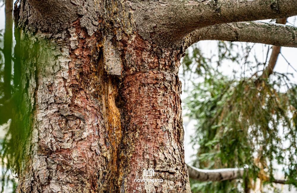 FOTO: Vianočný zázrak v meste na Považí. Novomošťenia nateraz o tradičný symbol Vianoc neprídu, foto 4
