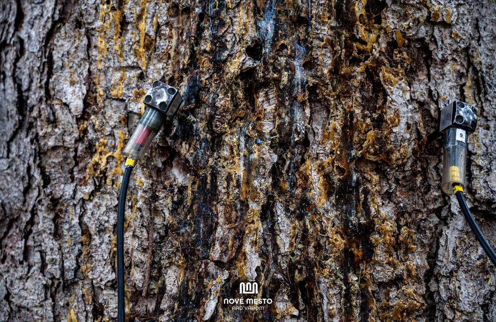 FOTO: Vianočný zázrak v meste na Považí. Novomošťenia nateraz o tradičný symbol Vianoc neprídu, foto 5