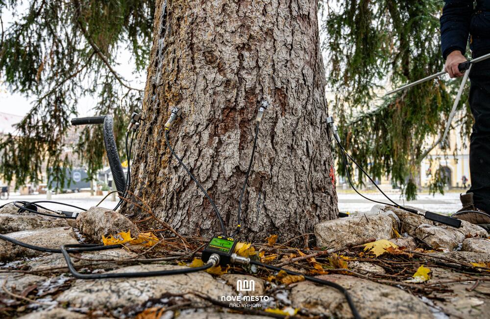 FOTO: Vianočný zázrak v meste na Považí. Novomošťenia nateraz o tradičný symbol Vianoc neprídu, foto 6