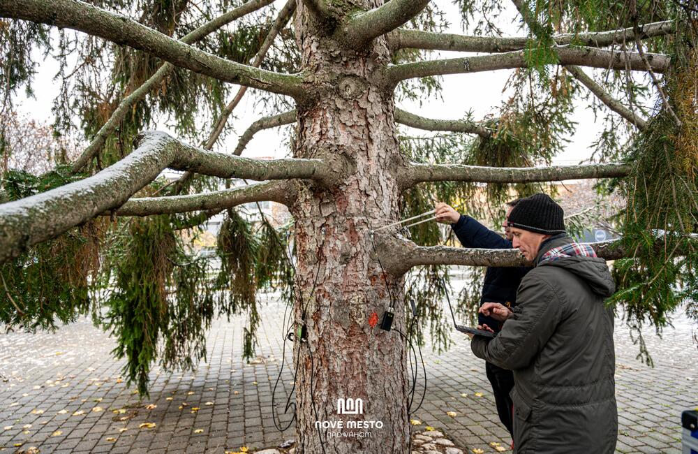 FOTO: Vianočný zázrak v meste na Považí. Novomošťenia nateraz o tradičný symbol Vianoc neprídu, foto 8