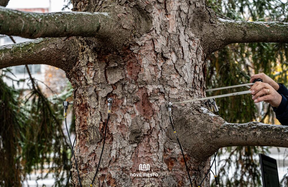 FOTO: Vianočný zázrak v meste na Považí. Novomošťenia nateraz o tradičný symbol Vianoc neprídu, foto 9