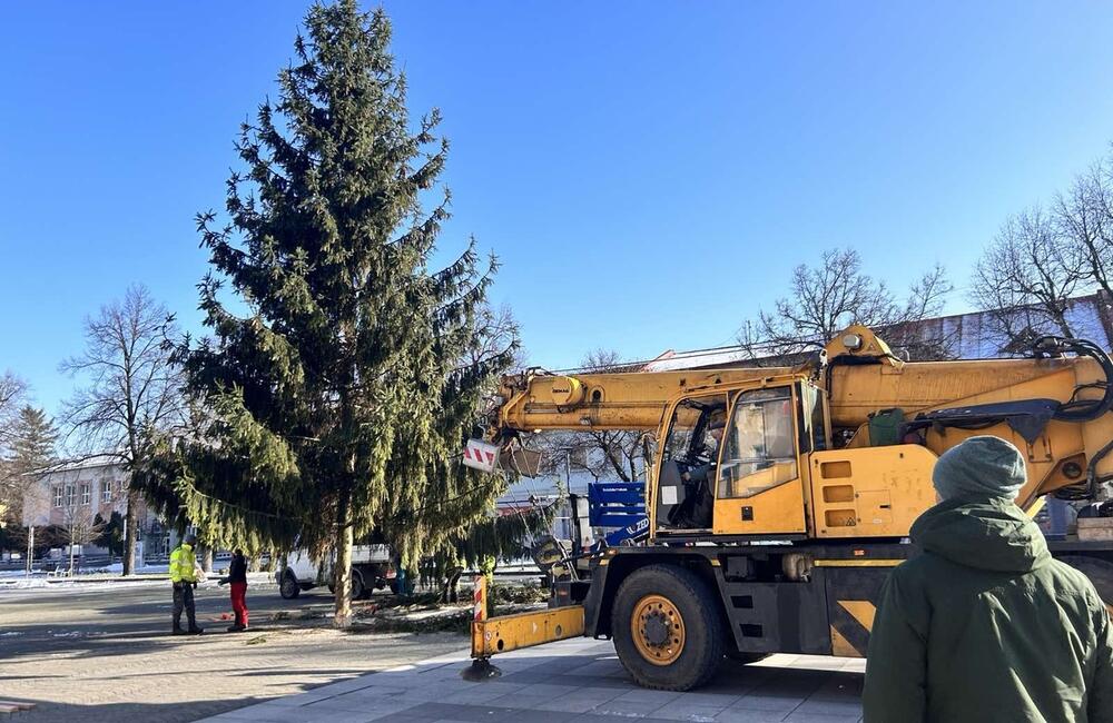 FOTO: Strastiplná životná púť tohtoročného vianočného stromu v Handlovej, foto 1
