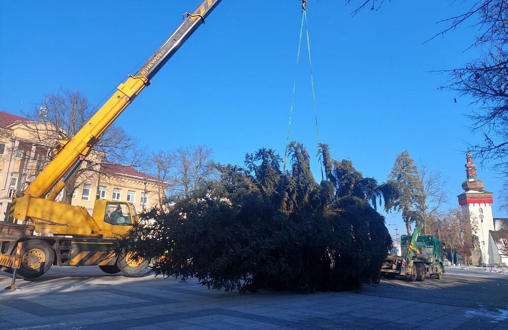FOTO: Strastiplná životná púť tohtoročného vianočného stromu v Handlovej, foto 3