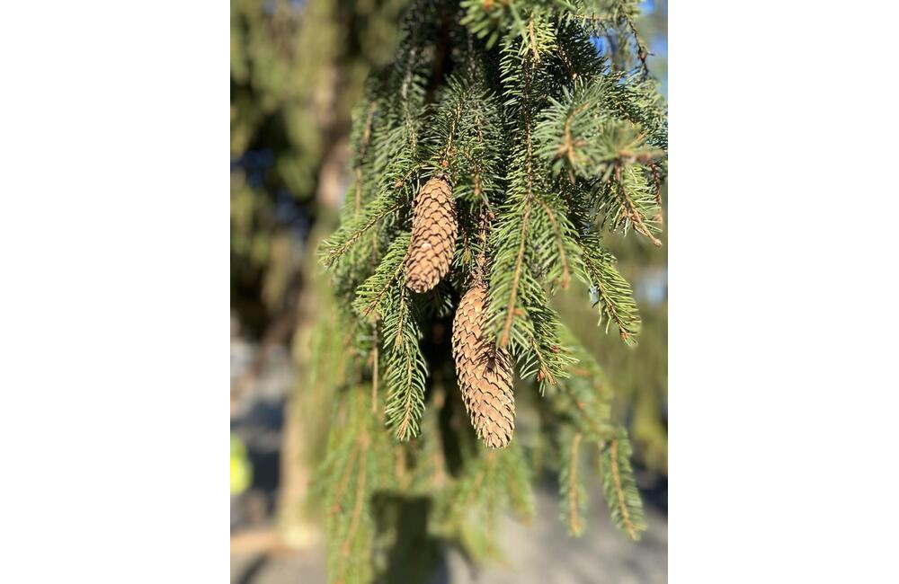 FOTO: Strastiplná životná púť tohtoročného vianočného stromu v Handlovej, foto 10
