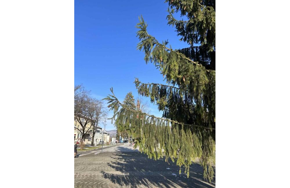 FOTO: Strastiplná životná púť tohtoročného vianočného stromu v Handlovej, foto 11