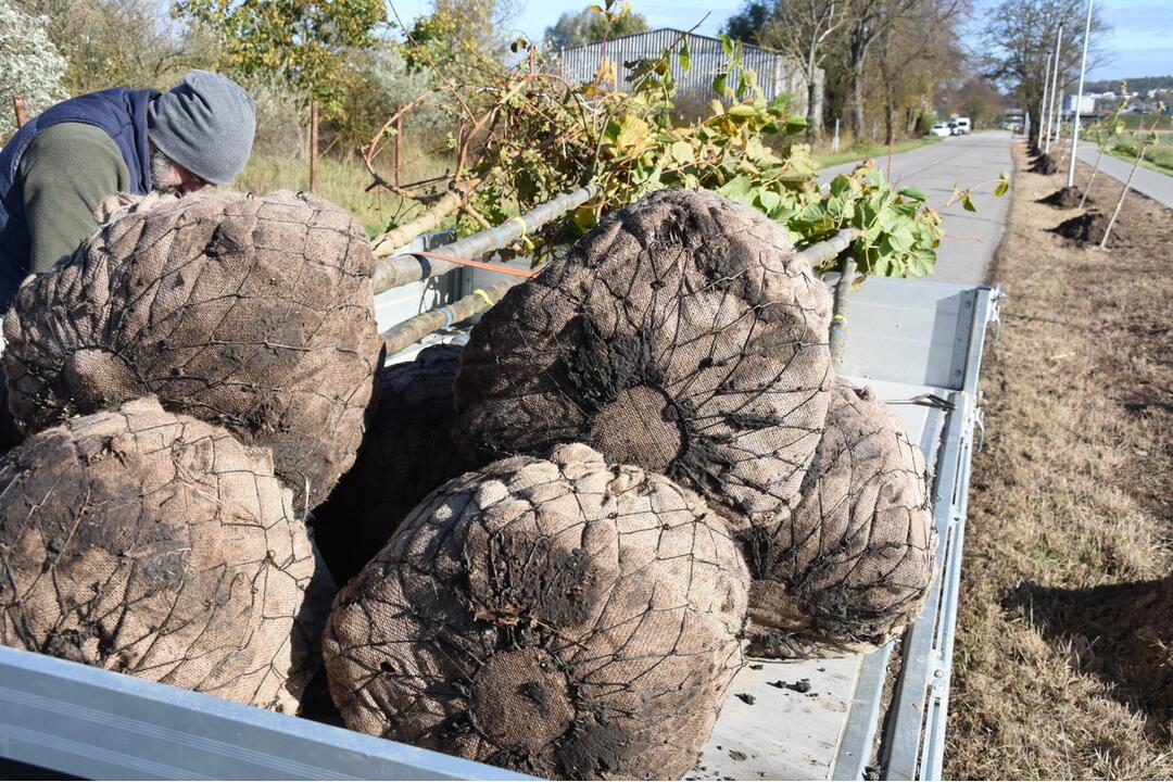 FOTO: Nozdrkovský chodník lemuje nové stromoradie. Samospráva do neho investovala tisíce eur, foto 1