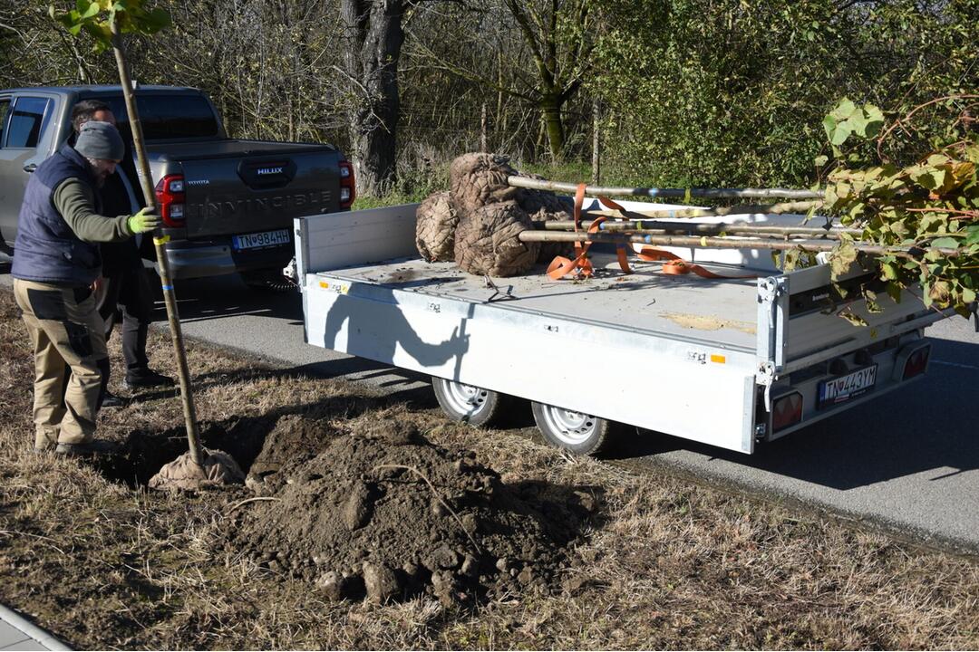 FOTO: Nozdrkovský chodník lemuje nové stromoradie. Samospráva do neho investovala tisíce eur, foto 2