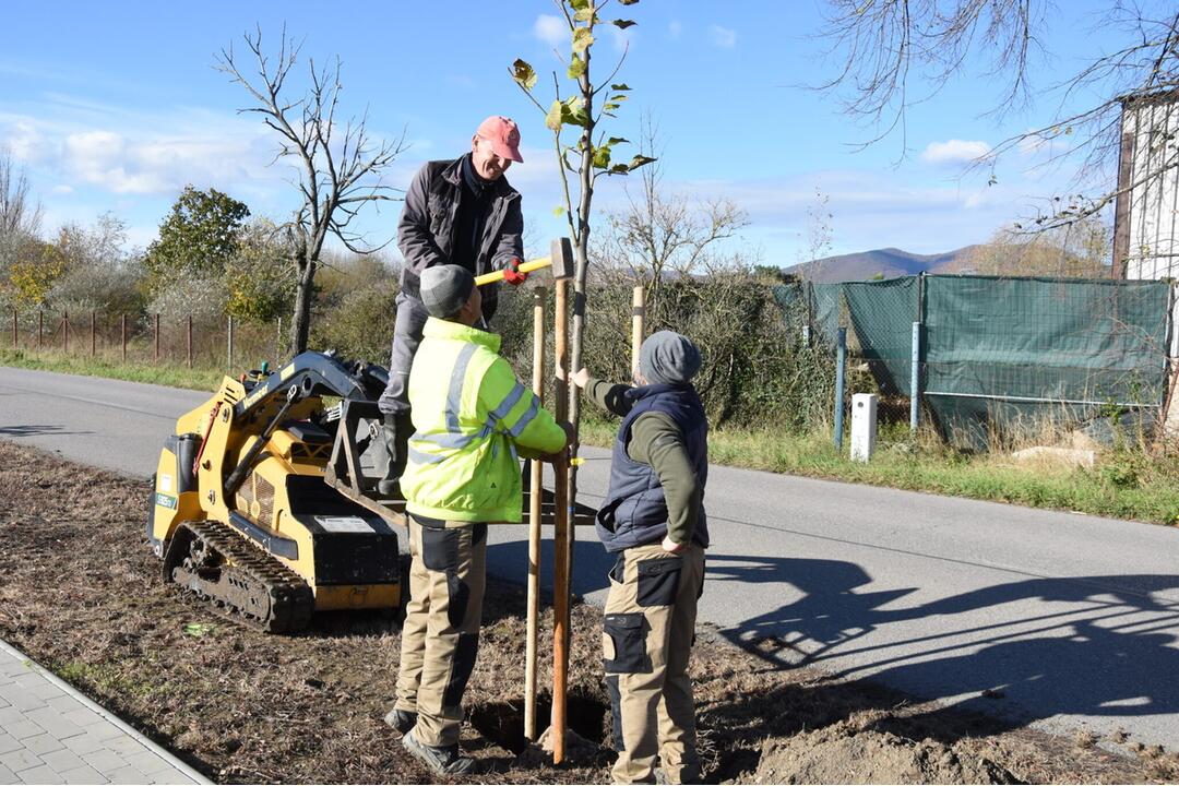 FOTO: Nozdrkovský chodník lemuje nové stromoradie. Samospráva do neho investovala tisíce eur, foto 4