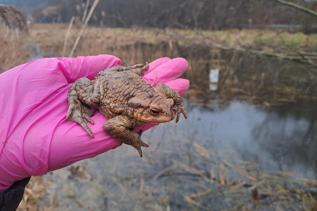 FOTO: Teplé zimy mätú aj žaby. Na svoju púť sa vyberajú každý rok skôr, foto 2