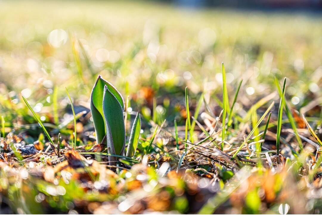 FOTO: V Novom Meste nad Váhom vysadili 33-tisíc cibuliek kvetov, foto 1