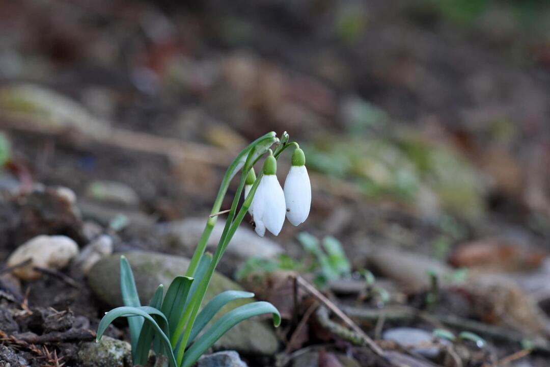 FOTO: Trenčanom sa naskytol uprostred februára jedinečný pohľad , foto 1