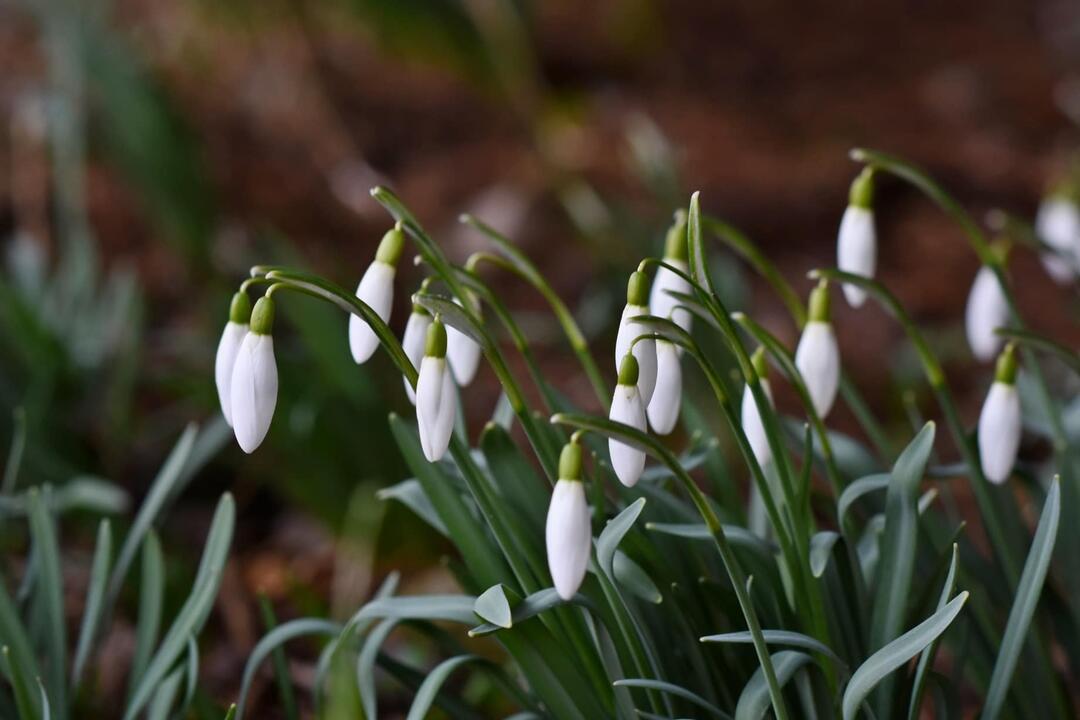 FOTO: Trenčanom sa naskytol uprostred februára jedinečný pohľad , foto 2