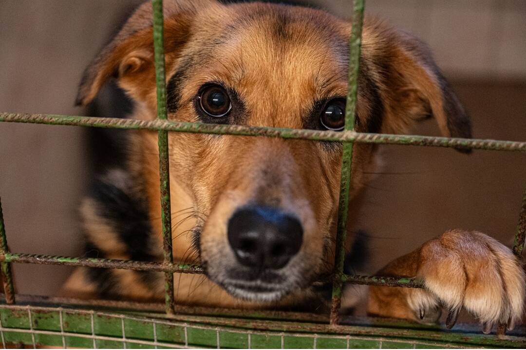 FOTO: Vďaka peniazom z novomestských podujatí nakúpili psíkom z útulku krmivo, foto 14