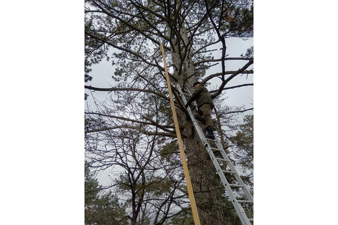 FOTO: Na Čachtickom hrade zasahovali hasiči aj Stráž prírody, hradný maskot zostal uväznený vysoko nad zemou, foto 3