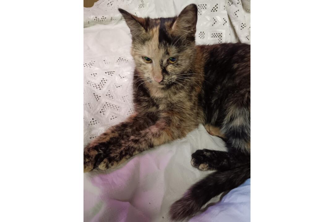 FOTO: Na Čachtickom hrade zasahovali hasiči aj Stráž prírody, hradný maskot zostal uväznený vysoko nad zemou, foto 7