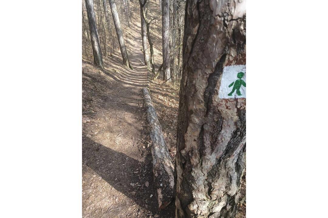 FOTO: V trenčianskom lesoparku rúbu stromy. Mesto tvrdí, že ide o každoročný ozdravný proces, foto 3