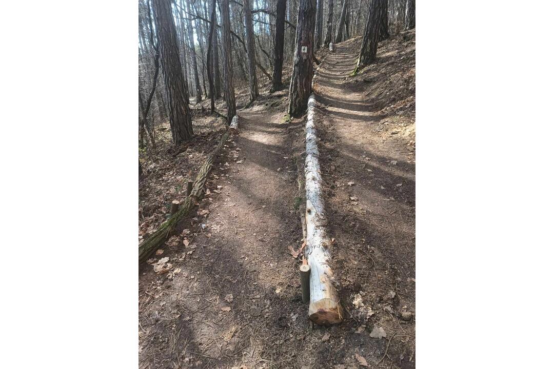 FOTO: V trenčianskom lesoparku rúbu stromy. Mesto tvrdí, že ide o každoročný ozdravný proces, foto 4