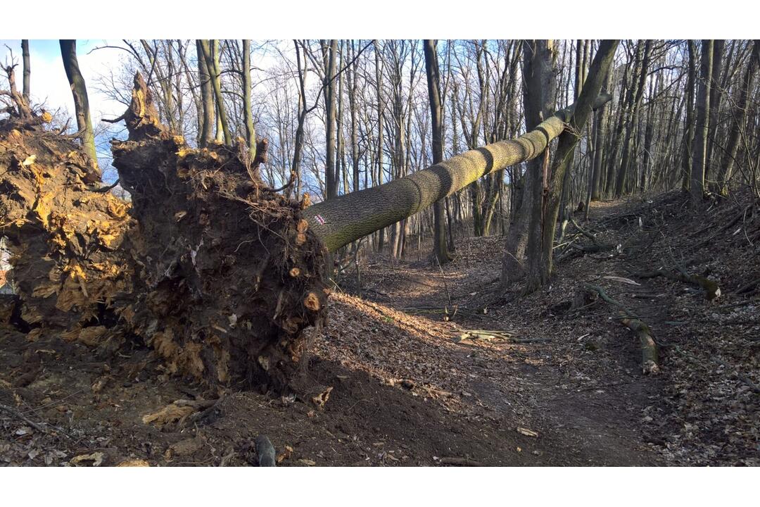 FOTO: V trenčianskom lesoparku rúbu stromy. Mesto tvrdí, že ide o každoročný ozdravný proces, foto 5