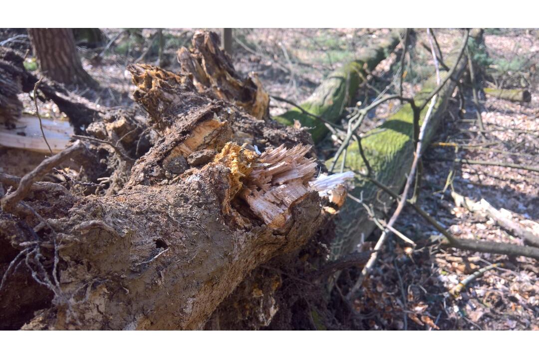 FOTO: V trenčianskom lesoparku rúbu stromy. Mesto tvrdí, že ide o každoročný ozdravný proces, foto 6