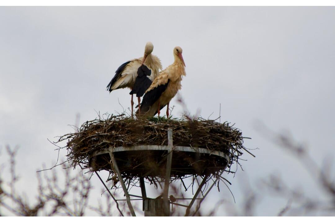 FOTO: Do Bošáce sa už vrátil Oliver. Miestni obyvatelia z neho nevedia oči spustiť, foto 1
