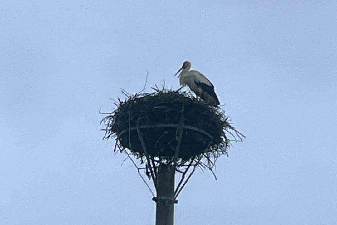 FOTO: Do Bošáce sa už vrátil Oliver. Miestni obyvatelia z neho nevedia oči spustiť, foto 4