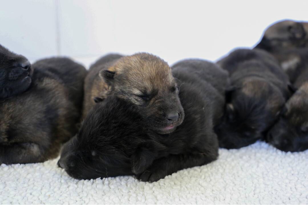 FOTO: Policajným psom sa narodili malinké šteniatka, foto 5