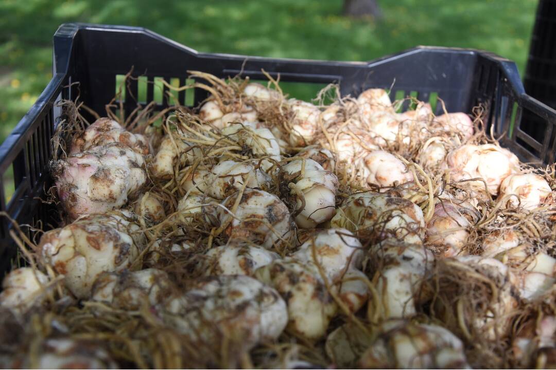 FOTO: Rozkvitnutý Trenčín, foto 2