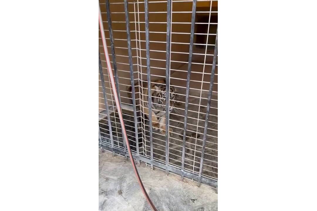 FOTO: Muž neďaleko Trenčína napriek zákazu choval tigre. Mladé šelmy skončili v bojnickej zoo, foto 1