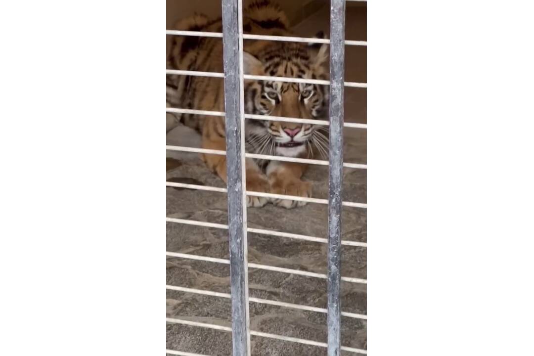 FOTO: Muž neďaleko Trenčína napriek zákazu choval tigre. Mladé šelmy skončili v bojnickej zoo, foto 2