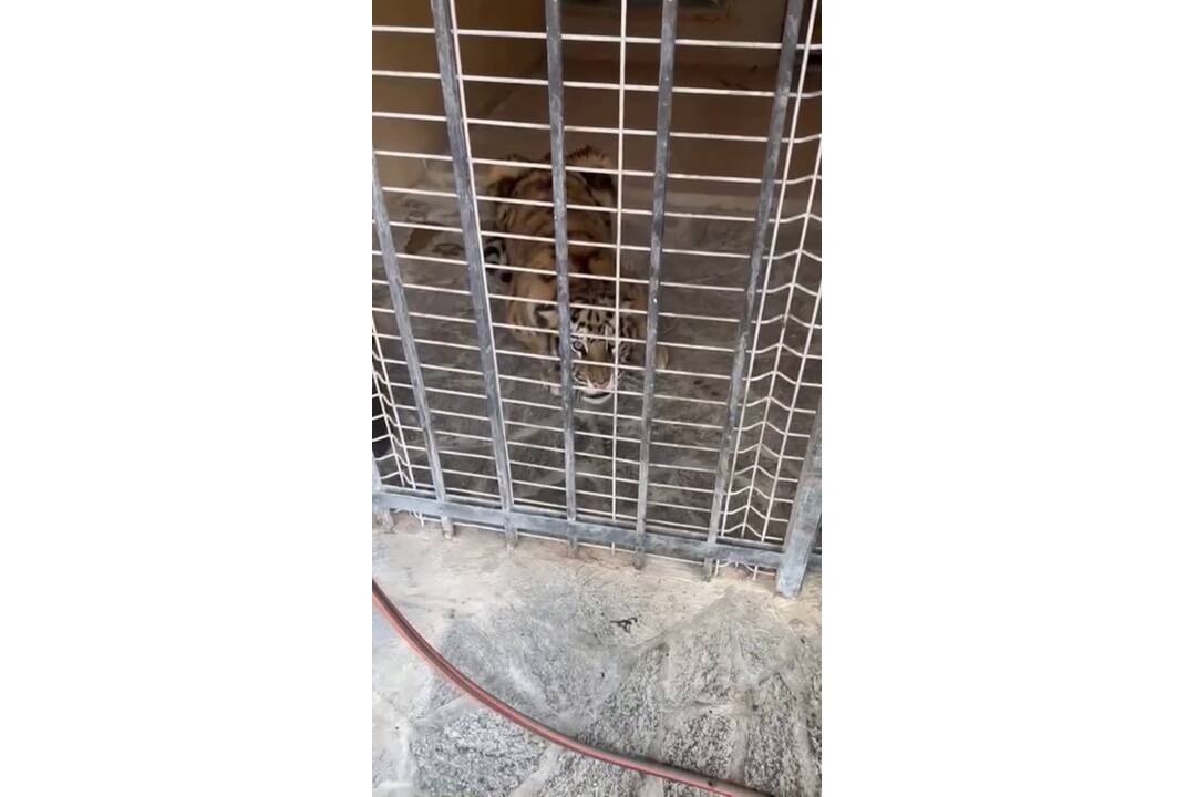 FOTO: Muž neďaleko Trenčína napriek zákazu choval tigre. Mladé šelmy skončili v bojnickej zoo, foto 3